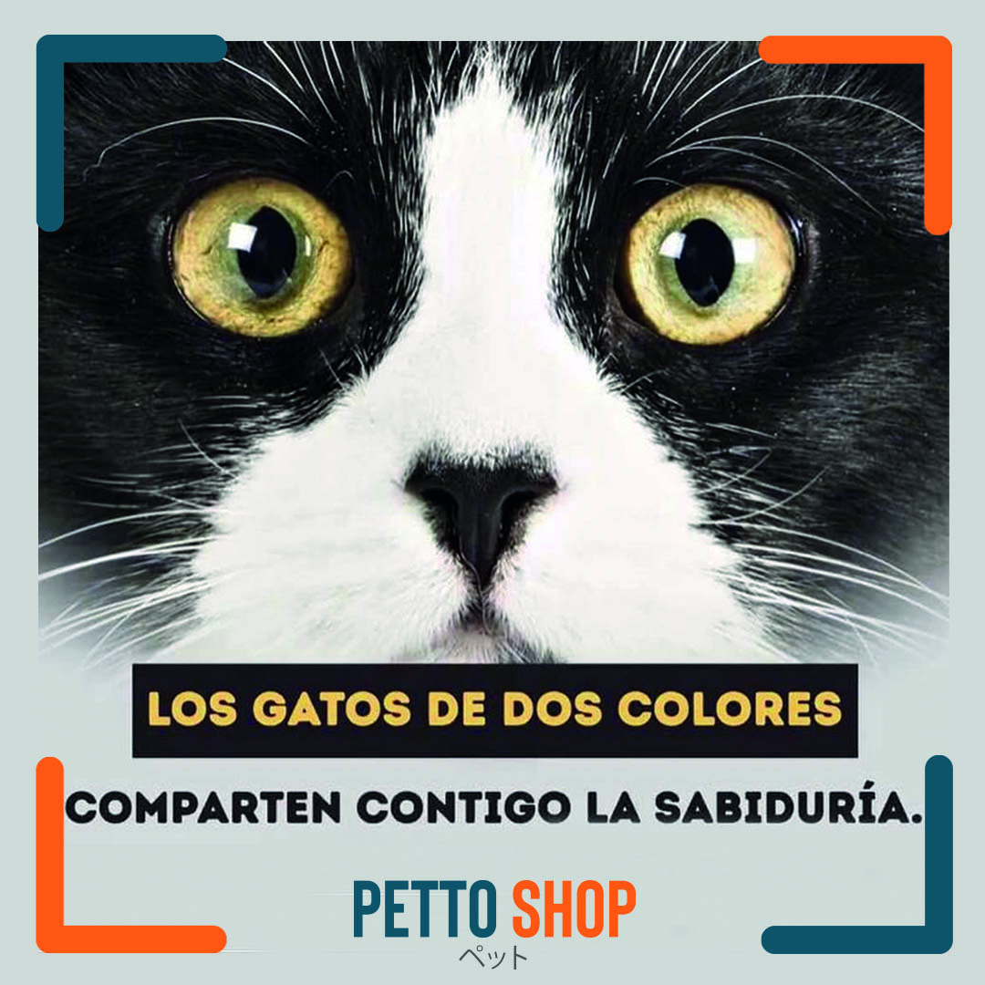 Nuestras mascotas son muy importantes para nosotros y queremos compartir algunas curiosidades acerca de ellas.  Empezaremos con los gatos: son tan variados el color de sus pelos que tienen cada uno tiene un significado.  Iniciamos con los gatos de dos colores!!!